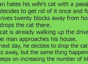 A man hates his wife’s cat with a passion and decides to get rid of it once and for all.