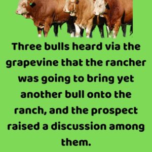 Three bulls heard the rancher was bringing another bull onto the ranch.