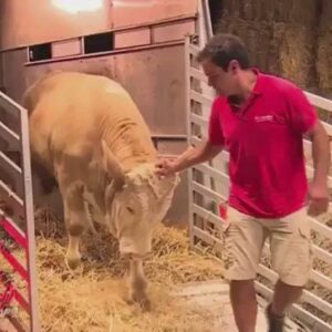 All His Life, This Huge Bull Was Chained To A Rail, But Watch His Reaction To The Man Wearing Red