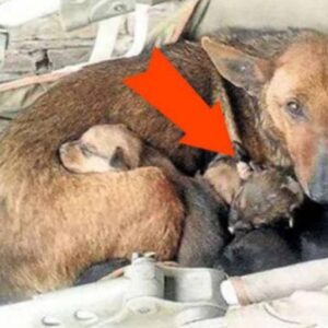 Underneath her house window, there was a dog with her puppies, but upon closer inspection, she noticed something unimaginable among the puppies.