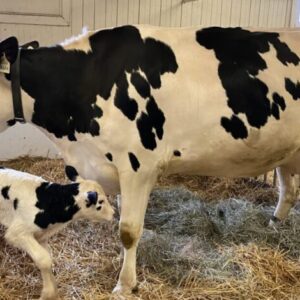 Farmers Were Shocked When They Saw What The Cow Gave Birth To