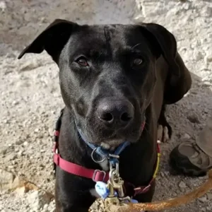 Duke, a pit bull mix, astonished the entire neighborhood with a heroic act.