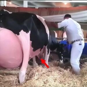 When They Saw What This Cow Gave Birth To, Everyone Started To Scream