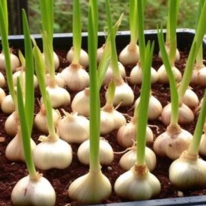 Stop buying garlic. Grow an endless supply at home with these methods