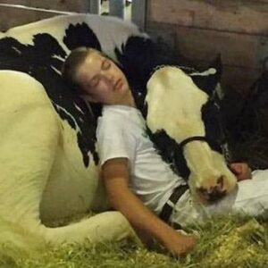 Boy and cow lose state fair contest but win the hearts of millions with their nap