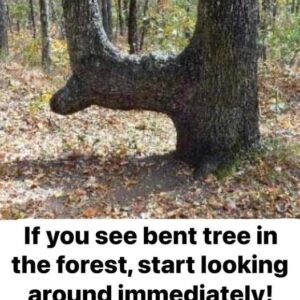 If you see a bent tree in the forest, start looking around immediately