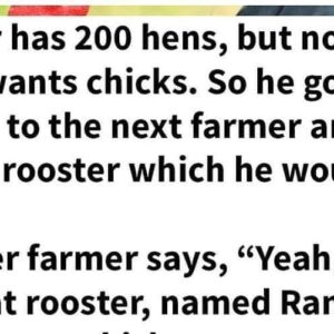 Farmer gets a new rooster, and the rooster is more than he bargained for