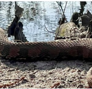 ‘What a beast!’ A huge snake was found by a hiker near South Carolina creek